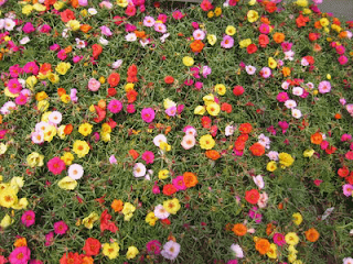 Summer Flowers For The Arizona Desert Arizona Living Landscape Design