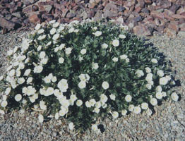 Plants for winter color - Arizona Living Landscape & Design