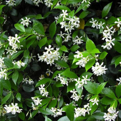 Star Jasmine – Trachelospermum Jasminoides