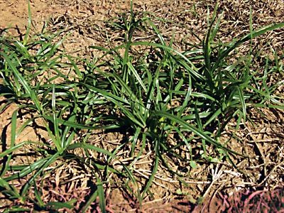 What is Nutgrass?