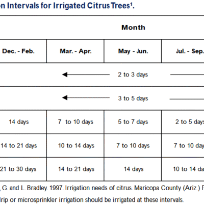 Citrus Tree Care in Arizona: Watering, Fertilizing & Common Problems