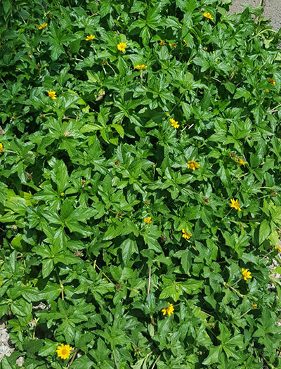 yellow-dot-Wedelia-Trilobata-plant